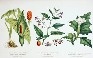 Almindelige giftige planter, ca. 1890 (farvestik) af English School